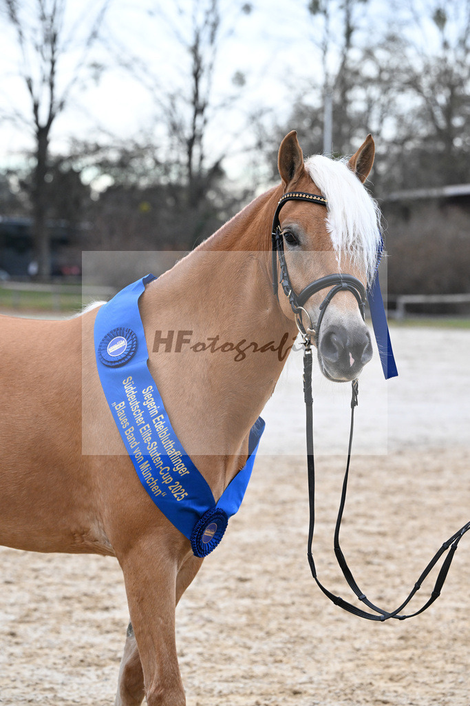 Bl. Band Kat-Nr. 12 Baghira v. Schampus_Czernoch_48251673 | hf-fotografie - Realisiert mit Pictrs.com