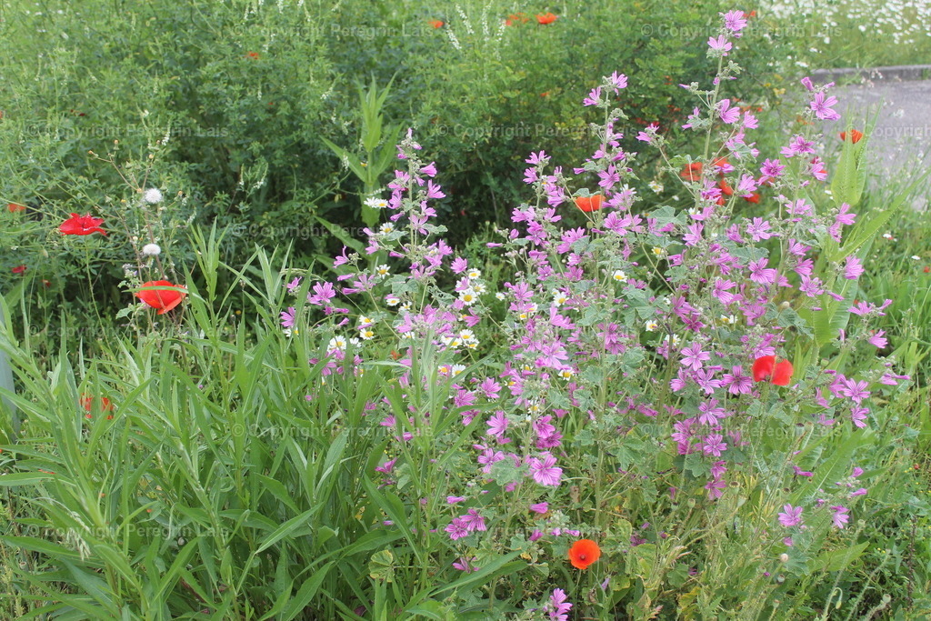 IMG_2729_2 | Fotografiert von Peregrin Lais. Bilder anschauen, 
Formate auswählen und bestellen. - Realisiert mit Pictrs.com