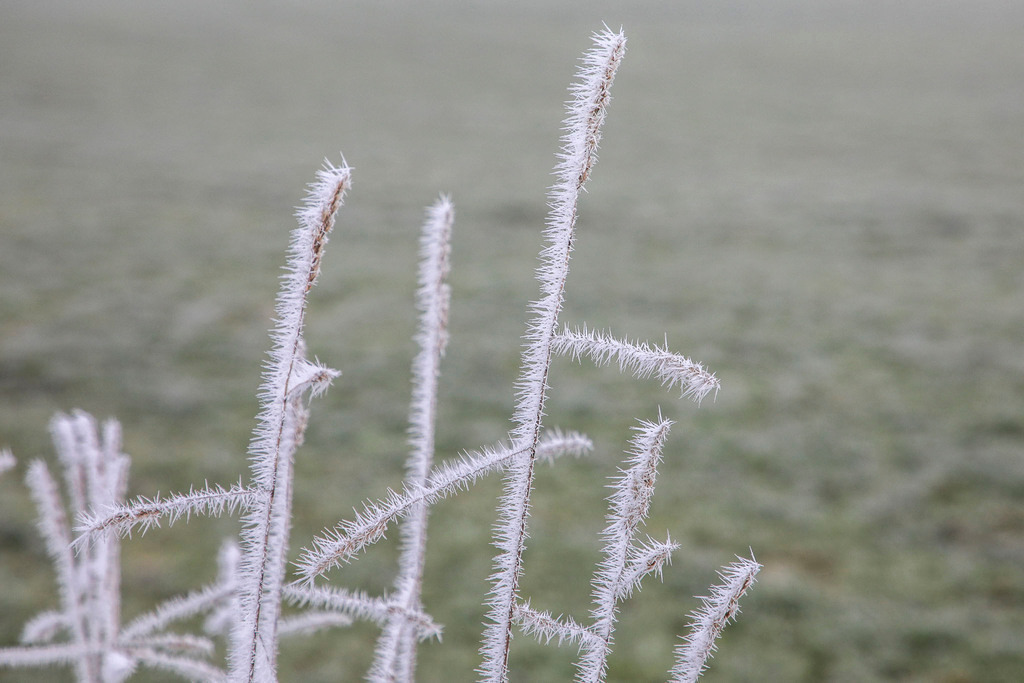 Raureif_Weisten_101222_28 | Bildergalerie von Sport-Ereignissen aber auch von weiteren spannenden Dingen - nicht nur vom Niederrhein. In Anlehnung an den bekannten Spruch von Hanns Dieter Hüsch heißt das Motto: "Niederrhein ist überall".  - Realisiert mit Pictrs.com
