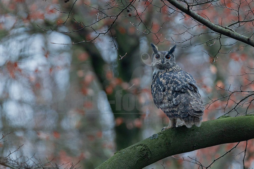 R6NF2175_20241214 | Der Uhu ist die größte europäische Eulenart. Nachdem er lange bejagt wurde, entspannt sich die Situation mittlerweile wieder aufgrund strenger Naturschutzgesetze und einiger Auswilderungsprojekte. Der Uhu brütet in unterschiedlichen Landschaften und ist streng nachtaktiv. Ein markantes Merkmal sind die großen Federohren, die je nach Laune hoch aufgestellt oder angelegt werden können. - Realisiert mit Pictrs.com