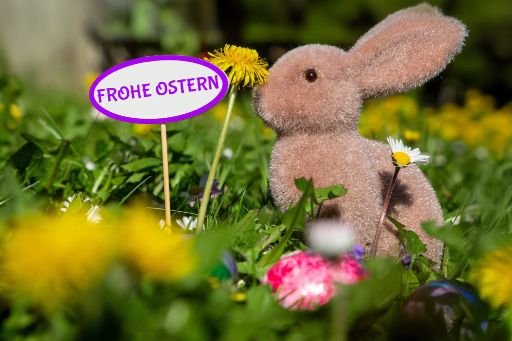 Frohe Ostern: Osterhase auf einer Blumenwiese neben einem Schild mit hinzugefügtem Text FROHE OSTERN | Frohe Ostern: Osterhase auf einer Blumenwiese neben einem Schild mit hinzugefügtem Text FROHE OSTERN - Realisiert mit Pictrs.com