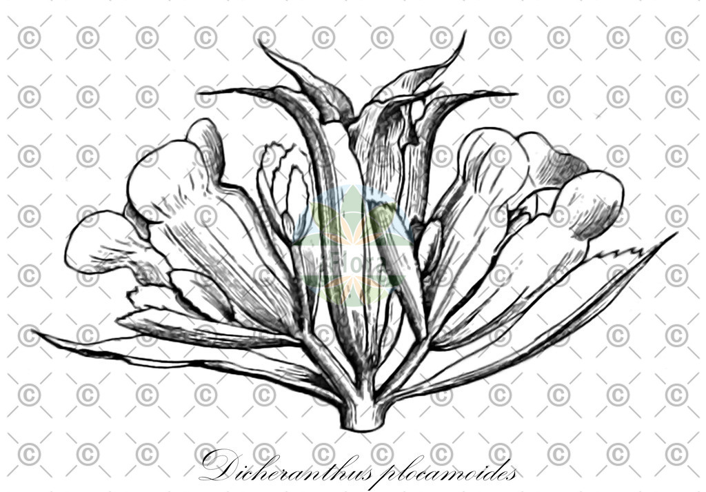 HistAbb_wfo-0000645551_1_ENZY_Simple | Historische Abbildung von Dicheranthus plocamoides - Caryophyllaceae | Historical Illustration of Dicheranthus plocamoides - Caryophyllaceae