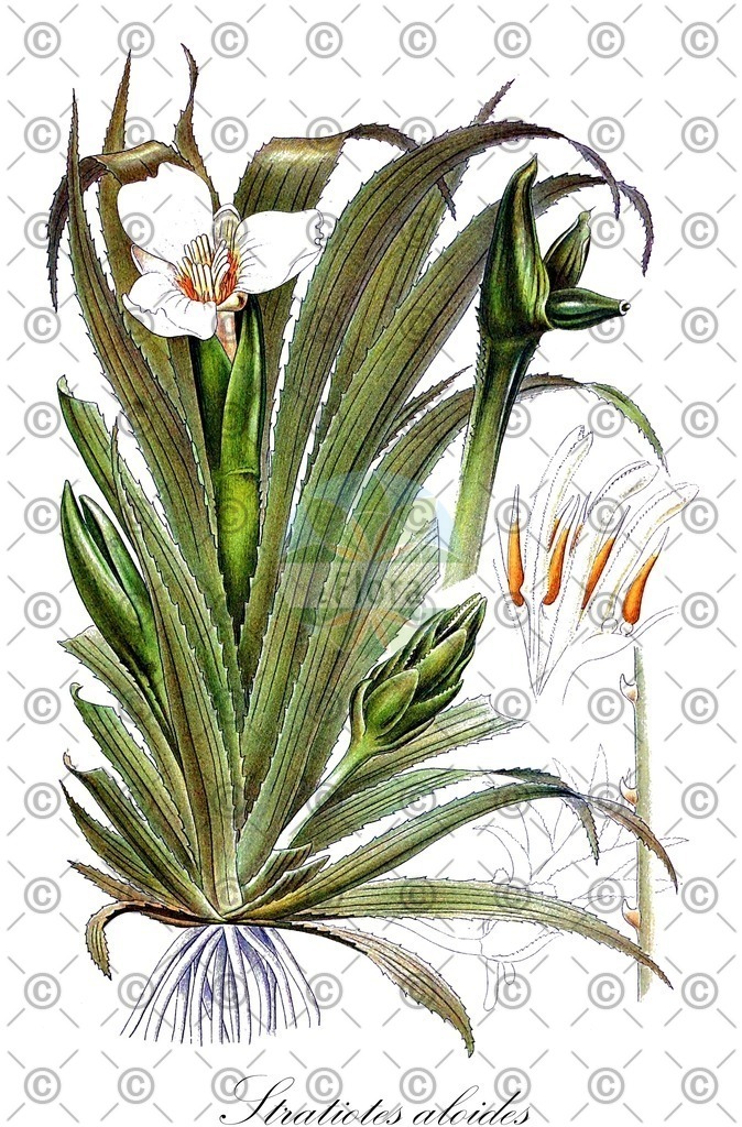 HistAbb_wfo-0000317193_1_ENZY_Simple | Historische Abbildung von Stratiotes aloides - Hydrocharitaceae (Krebsschere) | Historical Illustration of Stratiotes aloides - Hydrocharitaceae (water-soldier;crab's claw)