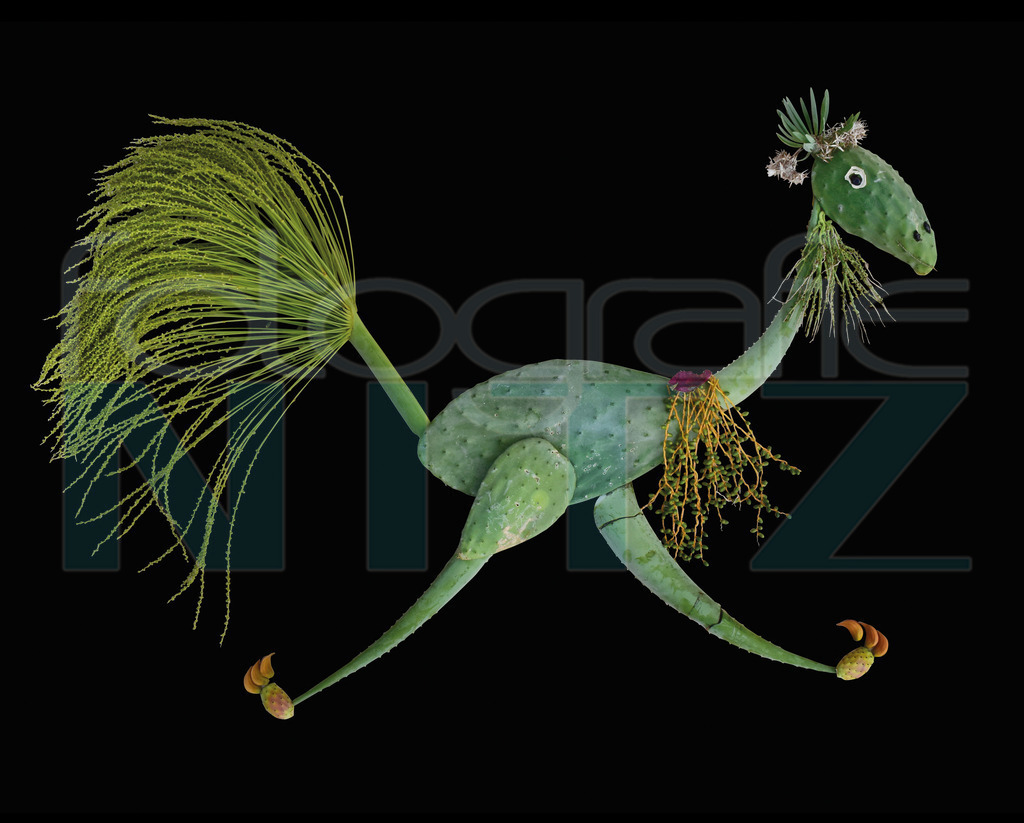 57 | Nitz Fotografie aus Montabaur bietet Ihnen hier die Möglichkeit Bilder auszusuchen und zu bestellen. 