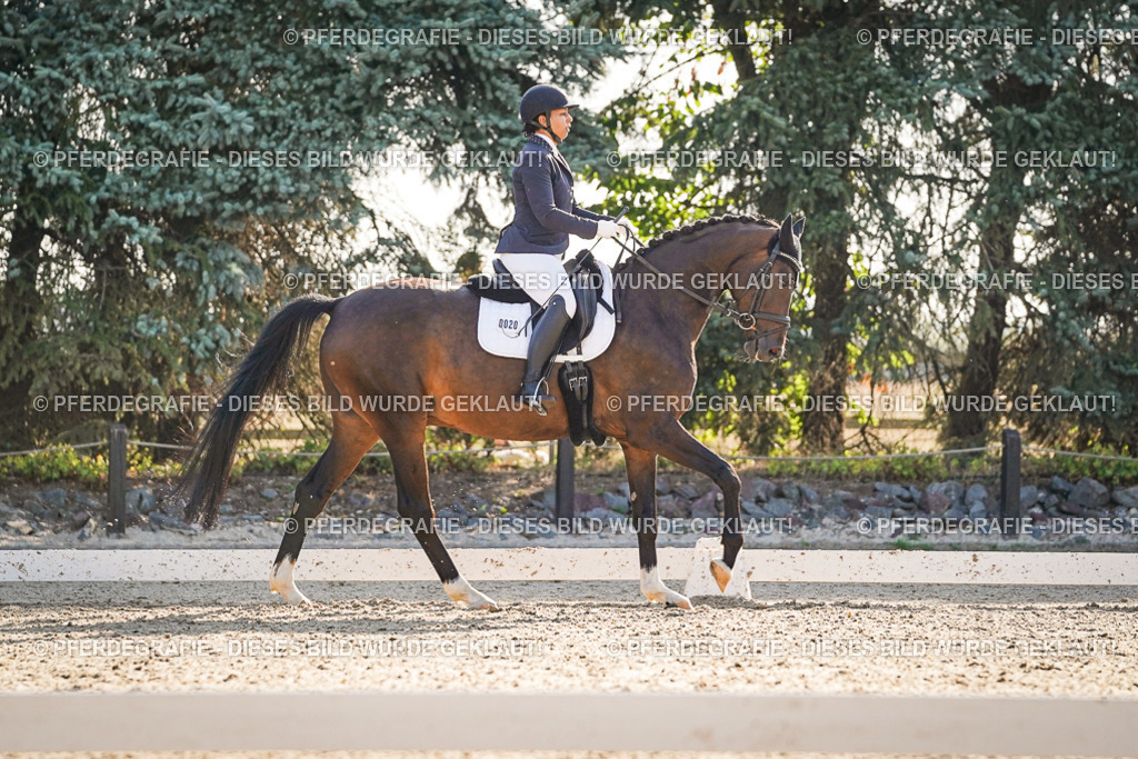 DSC08575 | Pferdegrafie