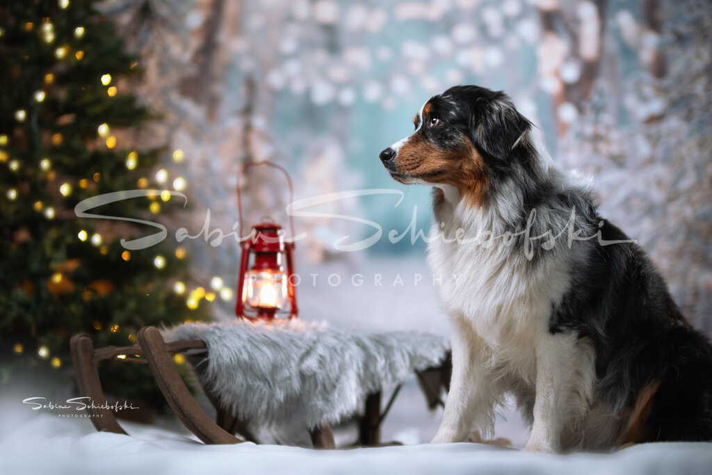 Weihnachtswinterzauber im Studio | People- und Tierfotografie, Imageaufnahmen, Veranstaltungsfotografie und Wandbilder aus der Natur ★ Made in Germany ✔️ Druck + Downloads ✔️ Naturfotografie in Top Qualität ★ schneller Versand, weltweite Lieferung! - Realisiert mit Pictrs.com