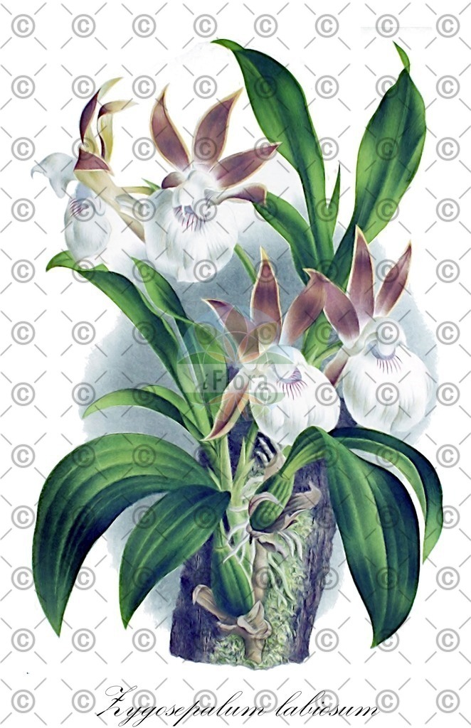 HistAbb_wfo-0001063728_1_ENZY_Simple | Historische Abbildung von Zygosepalum labiosum - Orchidaceae | Historical Illustration of Zygosepalum labiosum - Orchidaceae