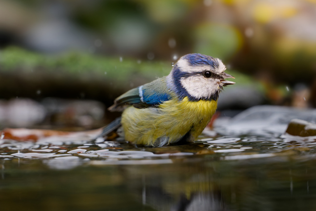 Blaumeise beim Baden: Lebendiges Porträt eines Singvogels am Wasser | Diese bezaubernde Nahaufnahme zeigt eine Blaumeise (Cyanistes caeruleus) inmitten eines erfrischenden Vogelbades. Der kleine Singvogel ist mit leicht geöffnetem Schnabel und spritzenden Wassertropfen festgehalten, was die Lebendigkeit des Moments einfängt.Die charakteristischen, leuchtenden Farben der Blaumeise – das strahlende Blau der Kappe und Flügel sowie das kräftige Gelb der Brust – stechen hervor. Die Aufnahme aus einer niedrigen Perspektive betont die Spiegelung des Vogels auf der Wasseroberfläche und nutzt die natürliche Umgebung optimal aus. Ein perfektes Bild für Liebhaber der heimischen Vogelwelt und Naturfotografie, das Bewegung und Farbe vereint.