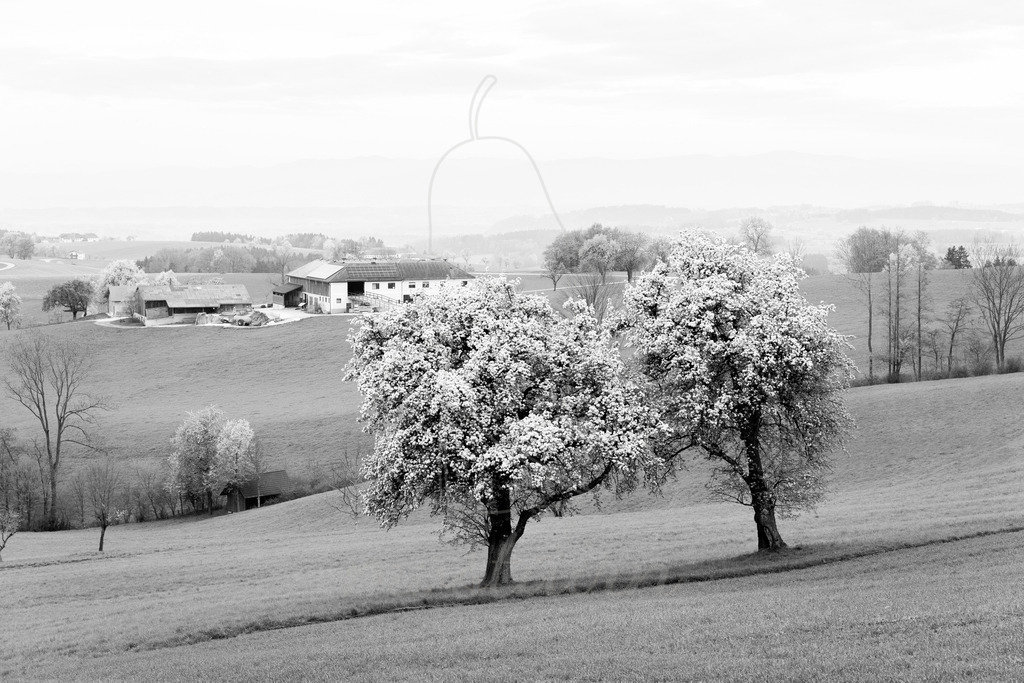 Mostviertel Schwarz Weiß | Ihre Fotografin im Lungau, ihre Fotografin im Mostviertel, Wandbilder Onlineshop, Imagefotos für Ihr Unternehmen,  - Realisiert mit Pictrs.com