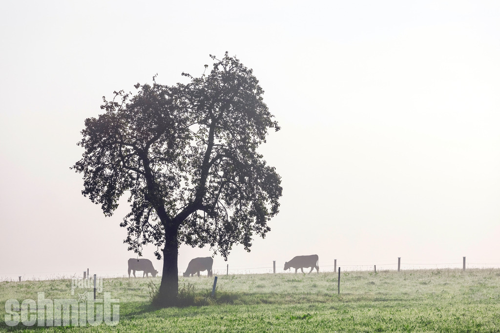 PS-Tiere-2026-56 | Entdecke die größte Bildgalerie der Region mit Fotografien aus dem Allgäu, der Bodenseeregion, Oberschwaben, dem Donautal und der Schwäbischen Alb. Landschaften, Luftaufnahmen und Reisefotografie als Wandbild und Fotokunst. - Realisiert mit Pictrs.com
