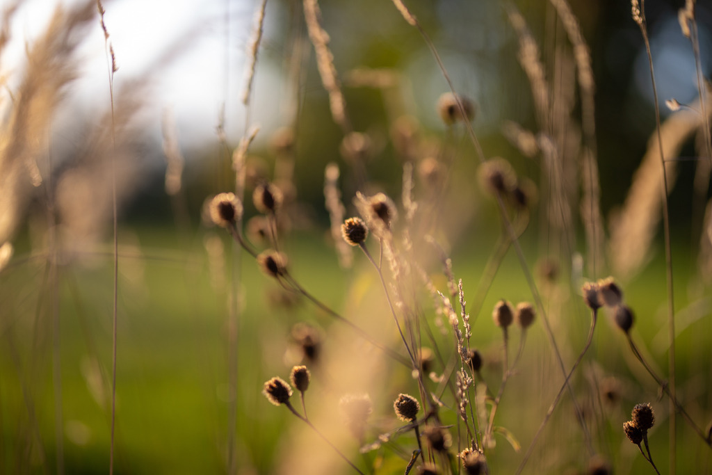 IMG_4782 | ehrlichefotos - Realisiert mit Pictrs.com