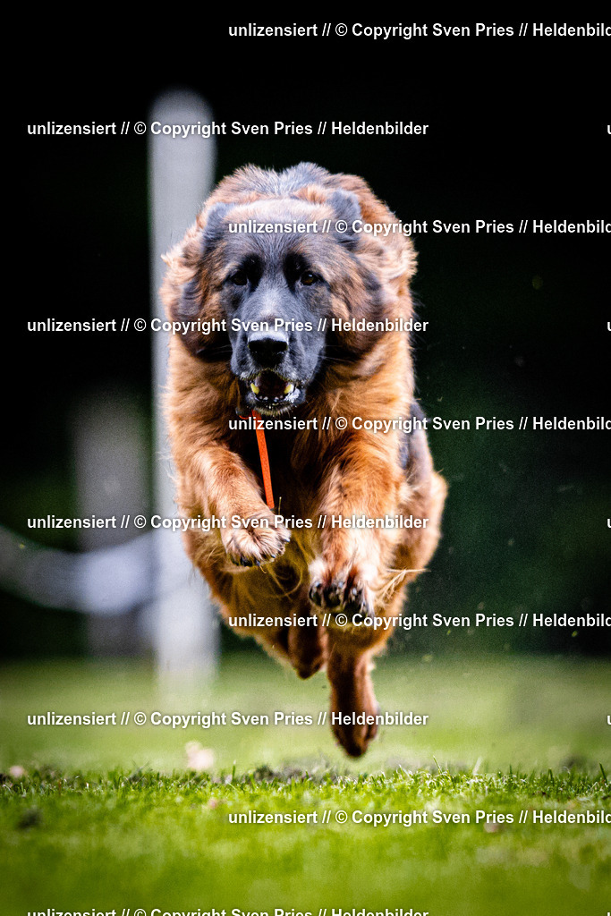 Sven Pries | 2025-10-03 - Hunderennen Obergrombach - Realisiert mit Pictrs.com