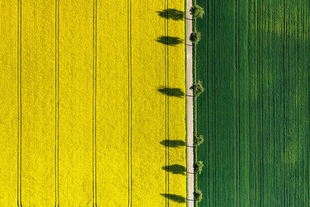 _0027276.jpg | MONHEIM 14.05.2019 Feld- Landschaft gelb blühender Raps- Blüten in Monheim im Bundesland Bayern, Deutschland. // Field landscape yellow flowering rapeseed flowers in Monheim in the state Bavaria, Germany
