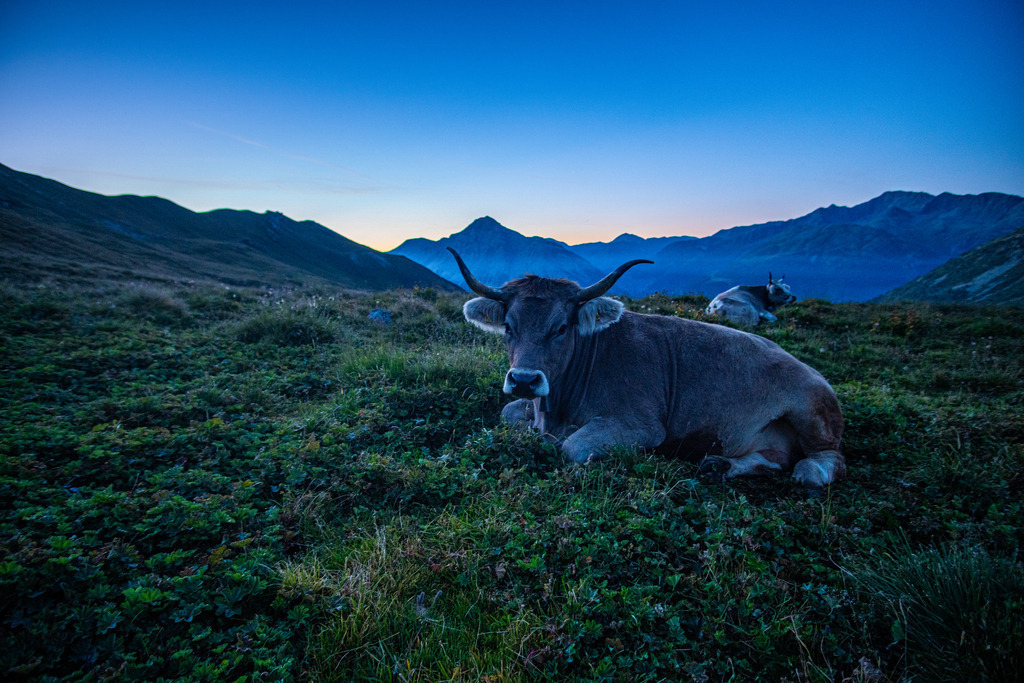 _DSC3685 | <meta name="keywords" content="Bergbilder, Hochzeitsfotografie, Actionshootings, Fotografiearbeiten, Berglandschaften, Naturfotografie">

 - Realisiert mit Pictrs.com