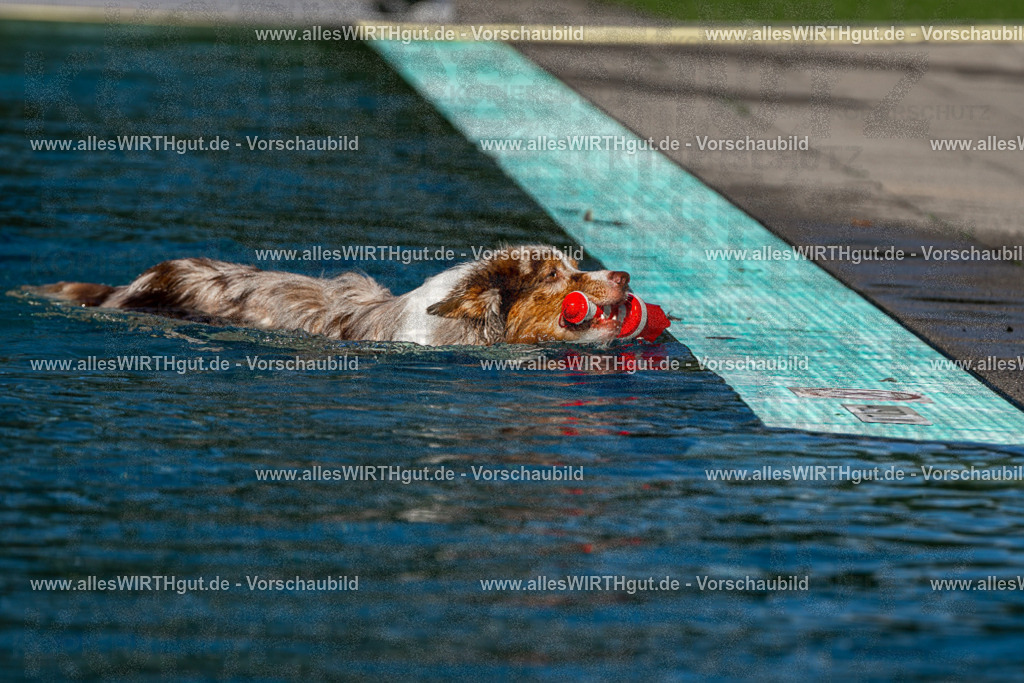 Hundeschwimmen_Volksbad_2026-allesWIRTHgut_Tierfotografie-2609061031-FAY05928 | Professionelle Tierfotografie in Mönchengladbach von Daniel Wirth (allesWIRTHgut). Liebevolle & natürliche Bilder von Hunden & Katzen für unvergessliche Erinnerungen.