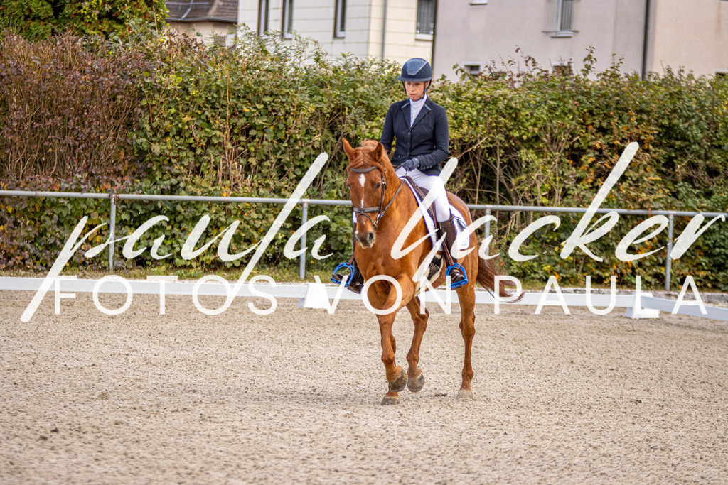 IMG_4120 | Erleben Sie dynamische Sport- und emotionale Tierfotografie in Süddeutschland mit Fotos von Paula. Spezialisiert auf Pferde- und Hundefotografie sowie Sportevents. Kontaktieren Sie mich für einzigartige und ausdrucksstarke Bilder Ihrer besonderen Momente.