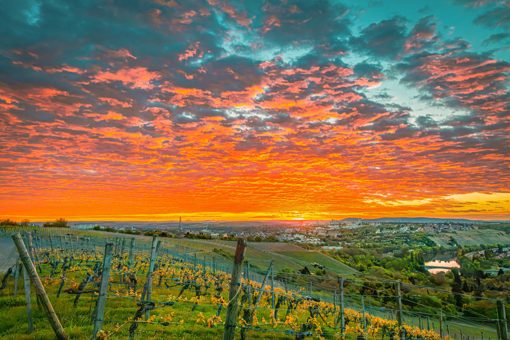 Ein dramatisch leuchtender Sonnenaufgang aber den Weinbergen und das Neckartal von Stuttgart Bad Cannstatt | Das Bild zeigt eine idyllische Weinberg-Landschaft bei Sonnenuntergang mit einem leuchtenden, orange-roten Wolkenhimmel.Rebenhänge am Neckartel bei Stuttgart Bad Cannstatt.Himmel: Ein dramatischer, farbenprächtiger Abendhimmel in kräftigen Orangetönen und Blautakzenten - Realisiert mit Pictrs.com