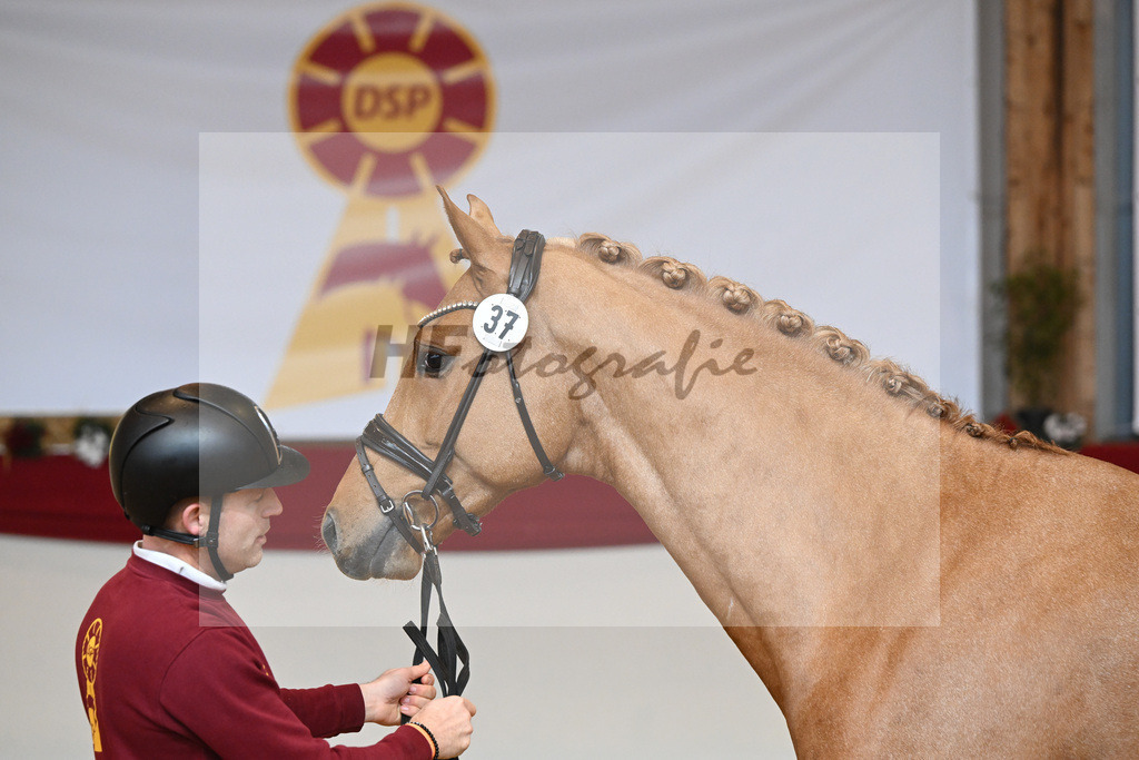 Kat-Nr. 37 Zinedream_Holtwiesche u Schulze-Averdiek_1231264 | hf-fotografie - Realizzato con Pictrs.com