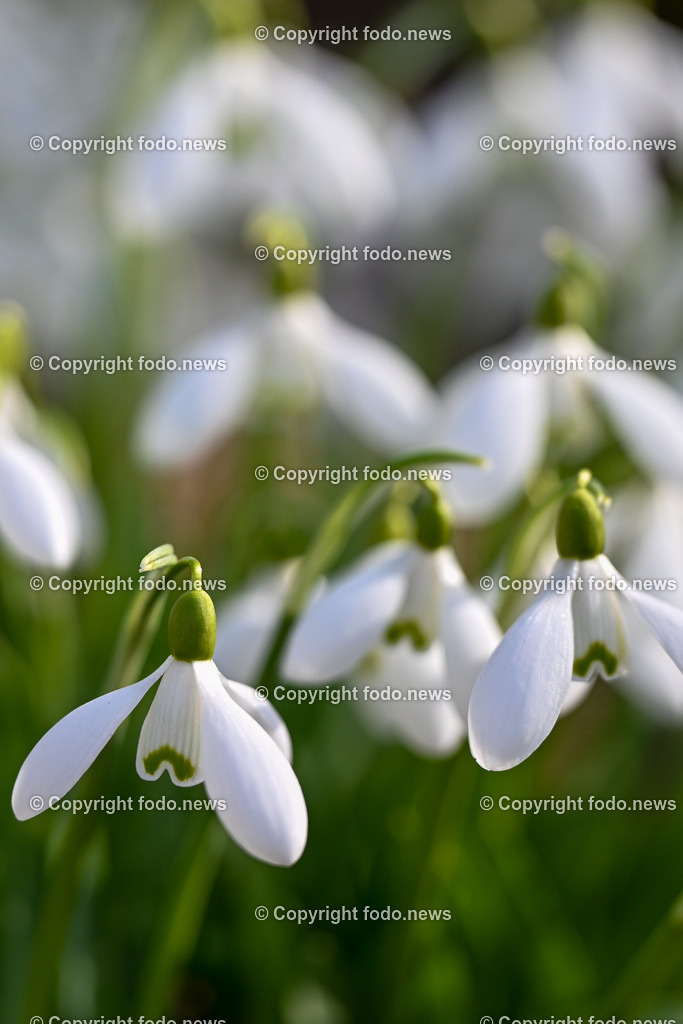 Fruehling_ Blumen_ Fruelingsboten_ 05.03.2025-1 | 05.03.2025, Linz, AUT, Fruehling, Blumen, Fruehlingsboten, im Bild Frühling, Blumen, Frühlingsboten, Fruehling, Fruelingsboten, Schneeglöckerl, Schneegloeckerl, Schneeglöckchen, Schneegloeckchen,  Blütenpflanze, Vorfrühling