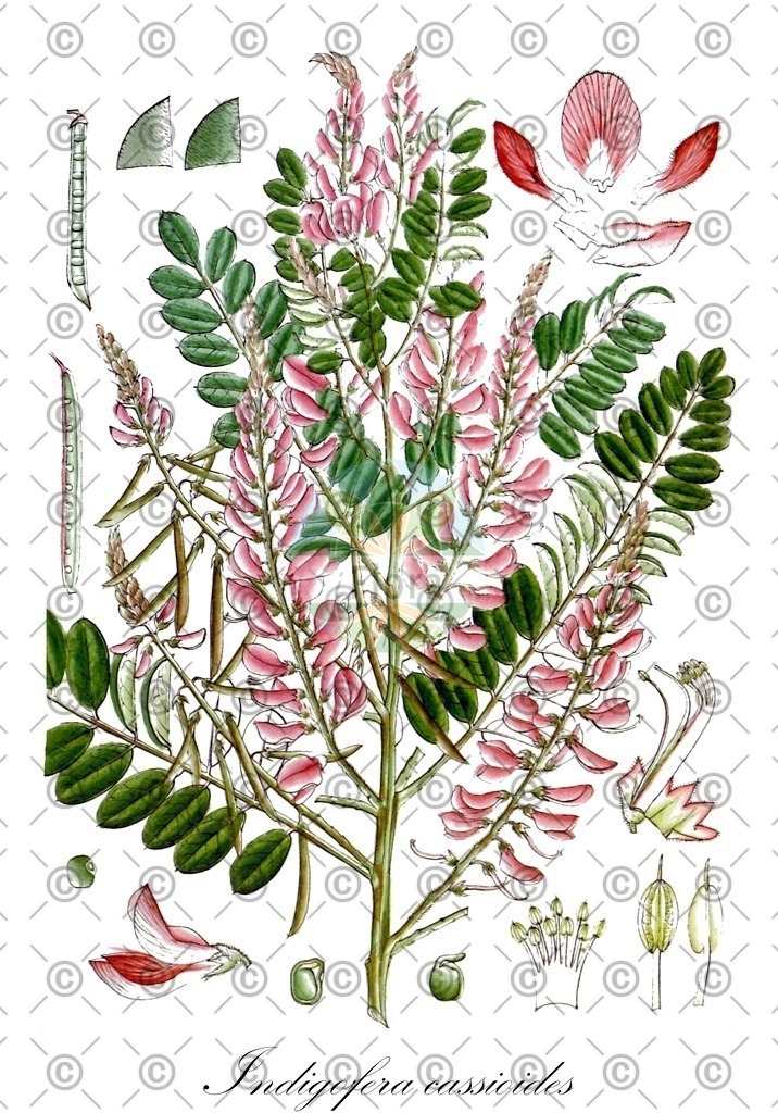 HistAbb_wfo-0000875769_1_ENZY_Simple | Historische Abbildung von Indigofera cassioides - Fabaceae | Historical Illustration of Indigofera cassioides - Fabaceae