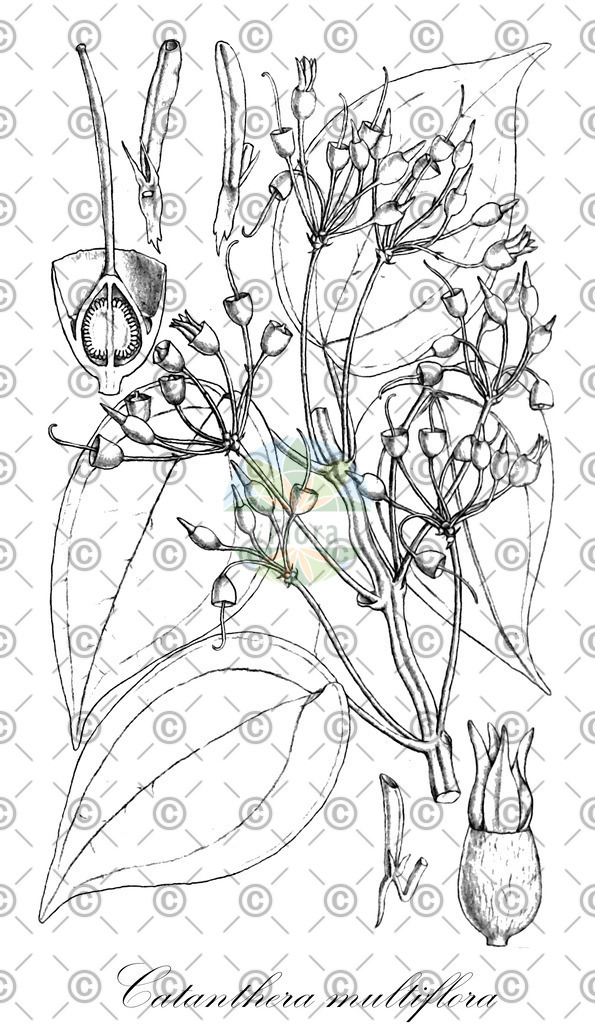 HistAbb_EMP_7711276_SRC_Schlechtendal_FLORAD_SIMPLE | Historische Abbildung von Catanthera multiflora - Melastomataceae | Historical Illustration of Catanthera multiflora - Melastomataceae