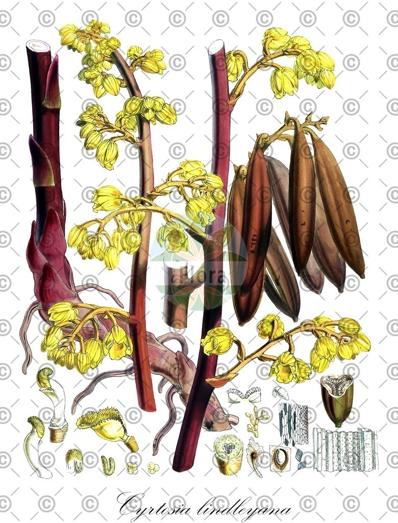 HistAbb_wfo-0000936248_1_ENZY_Simple | Historische Abbildung von Cyrtosia lindleyana - Orchidaceae | Historical Illustration of Cyrtosia lindleyana - Orchidaceae