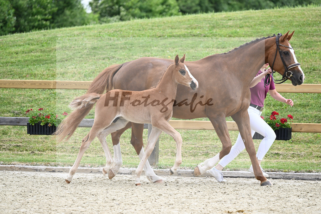 Kat-Nr. 16 HF Belissimo M_Sauerwald_17230429 | hf-fotografie - Realizzato con Pictrs.com
