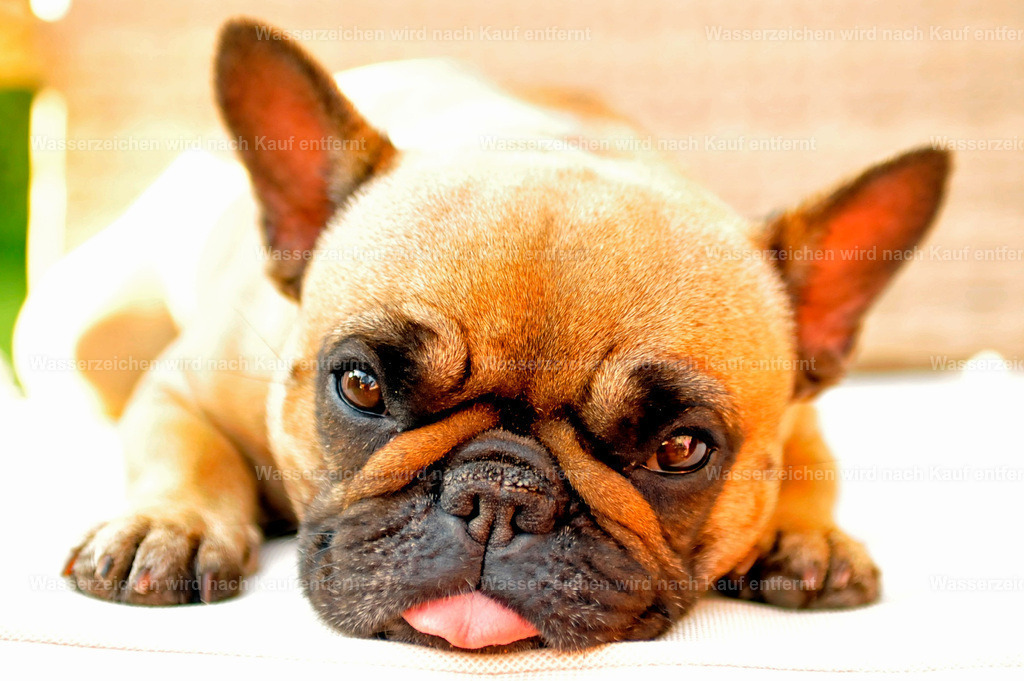 franzoesische bulldogge | franzoesische bulldogge mit Zunge draussen - Realisiert mit Pictrs.com