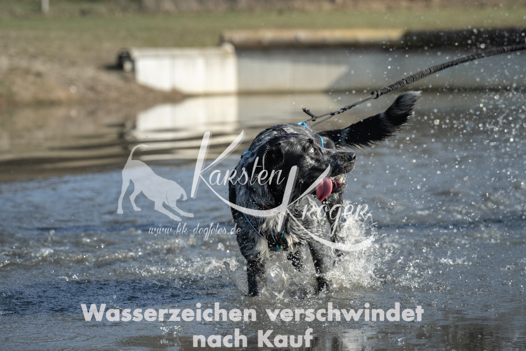 1328_ZZ96394 | kk-dogfotos