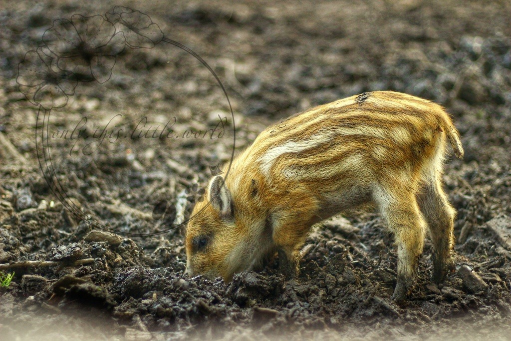 Frischling 002 | only.this.little.world - Realisiert mit Pictrs.com