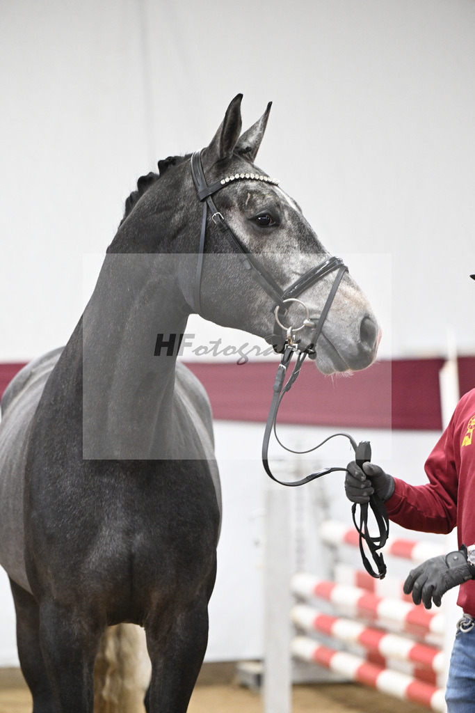 Kat-Nr. 71 Comilfo Plus Z x Casallco_PBM Pfefferle GmbH_47252834 | hf-fotografie - Realisiert mit Pictrs.com