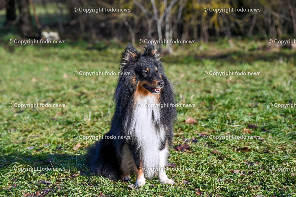 Arrigo_ 26.12.2022-4 | 25.12.2022, Linz, AUT, Hund, Hunde, Themenbild, im Bild Hund, Hunde, spazieren, Freilaufzone, Spazierweg, Arrigo, spielen, laufen