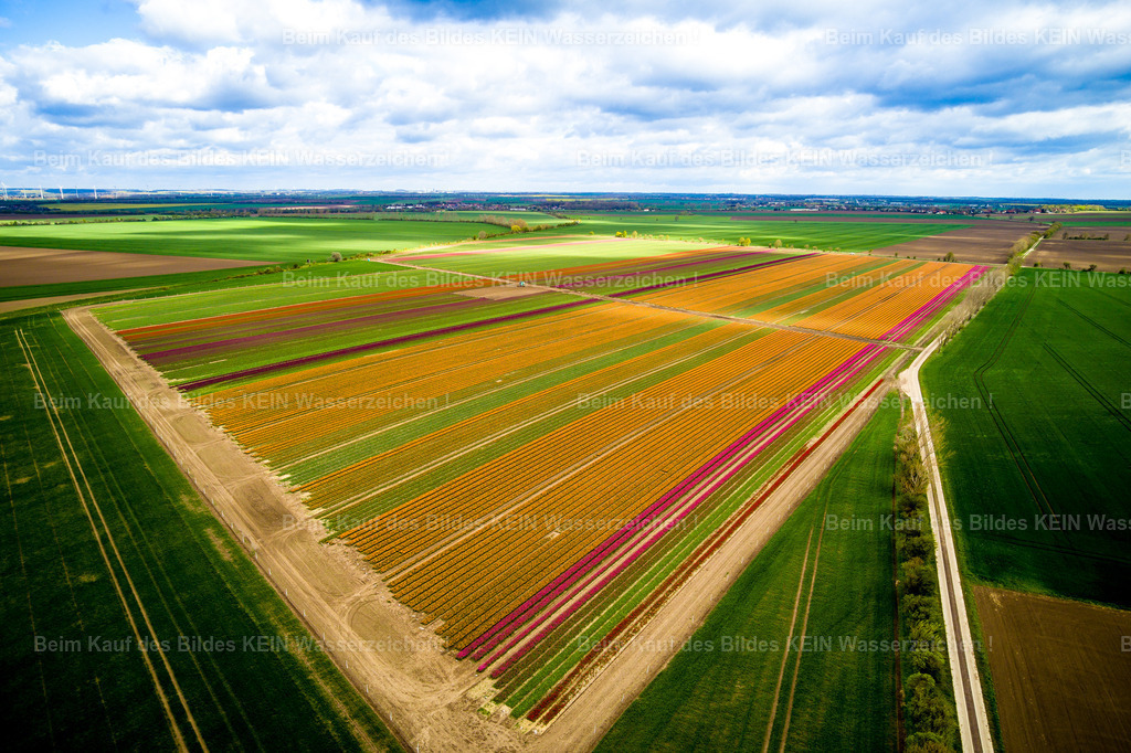 Schwaneberg Tulpen-0009 | Schwaneberg - Realisiert mit Pictrs.com