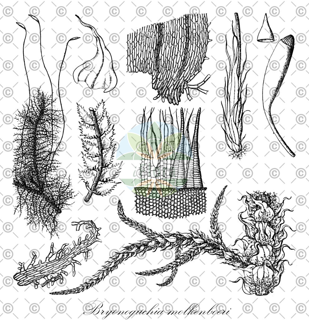 HistAbb_3DNY_2_ENZY_Simple | Historische Abbildung von Bryonoguchia molkenboeri - Thuidiaceae | Historical Illustration of Bryonoguchia molkenboeri - Thuidiaceae