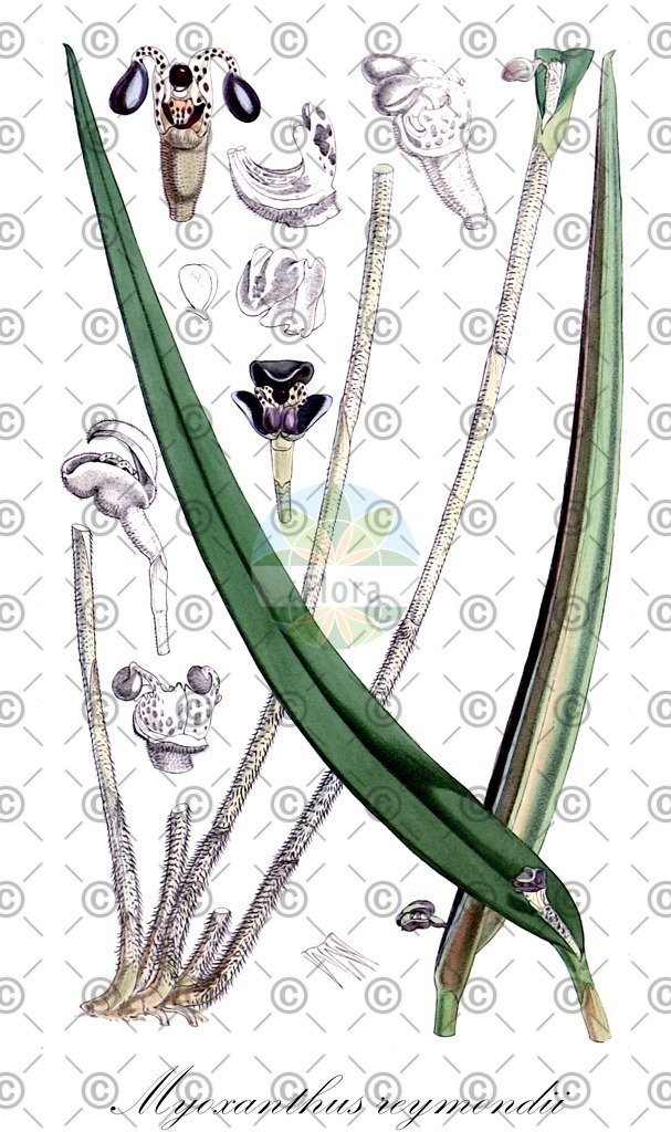 HistAbb_wfo-0000247077_1_ENZY_Simple | Historische Abbildung von Myoxanthus reymondii - Orchidaceae | Historical Illustration of Myoxanthus reymondii - Orchidaceae