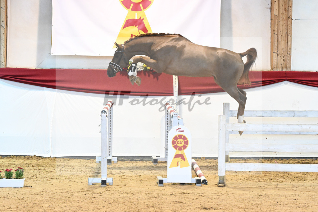 Kat-Nr. 12 Cellestial x Levisto Z_Franke_43231296 | hf-fotografie - Realisiert mit Pictrs.com