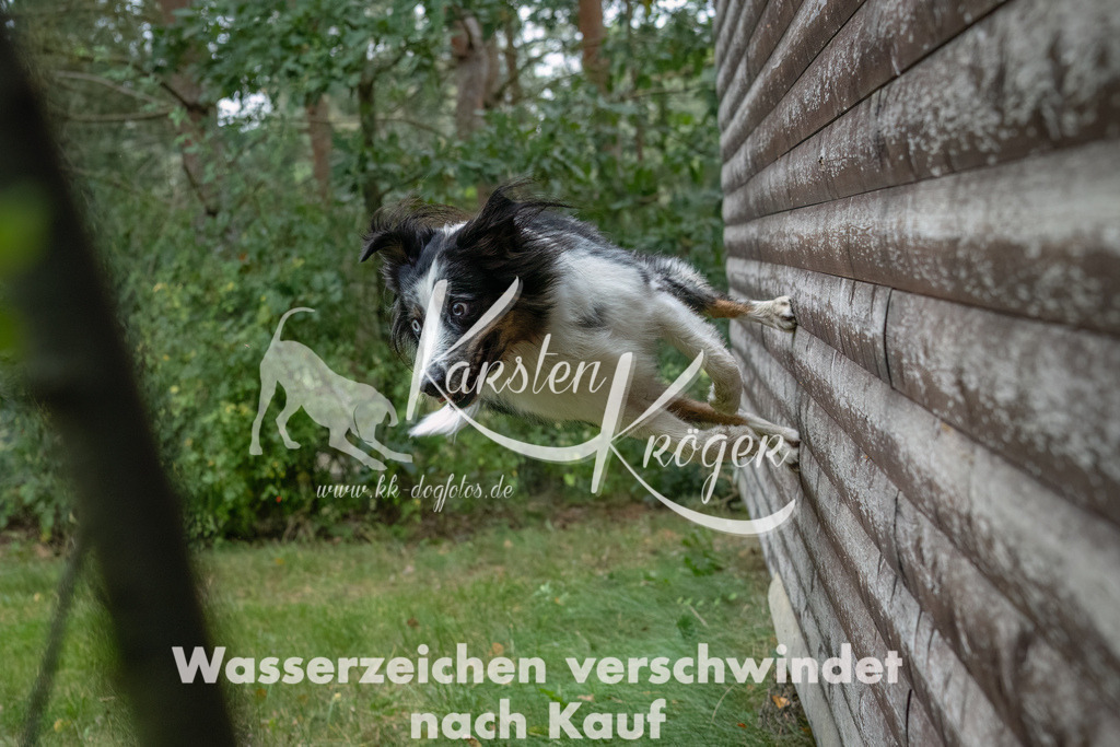 1328_ZZ93487-2-Bearbeitet | kk-dogfotos