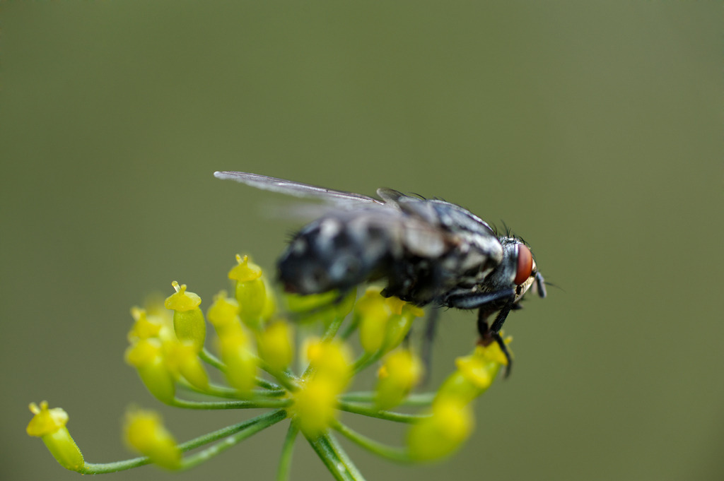 Fleischfliege auf Pflanze | Enzersfeld, Austria - August 03, 2011: Fleischfliege auf Pflanze. - Realisiert mit Pictrs.com