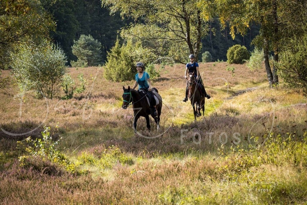 DdLH-WehlenerHeide_2025-09-20_78 | Fotografie, Veranstaltungs-Fotografie, Pferde-Fotografie, Landschafts-Fotografie, Reise-Fotografie - Realisiert mit Pictrs.com
