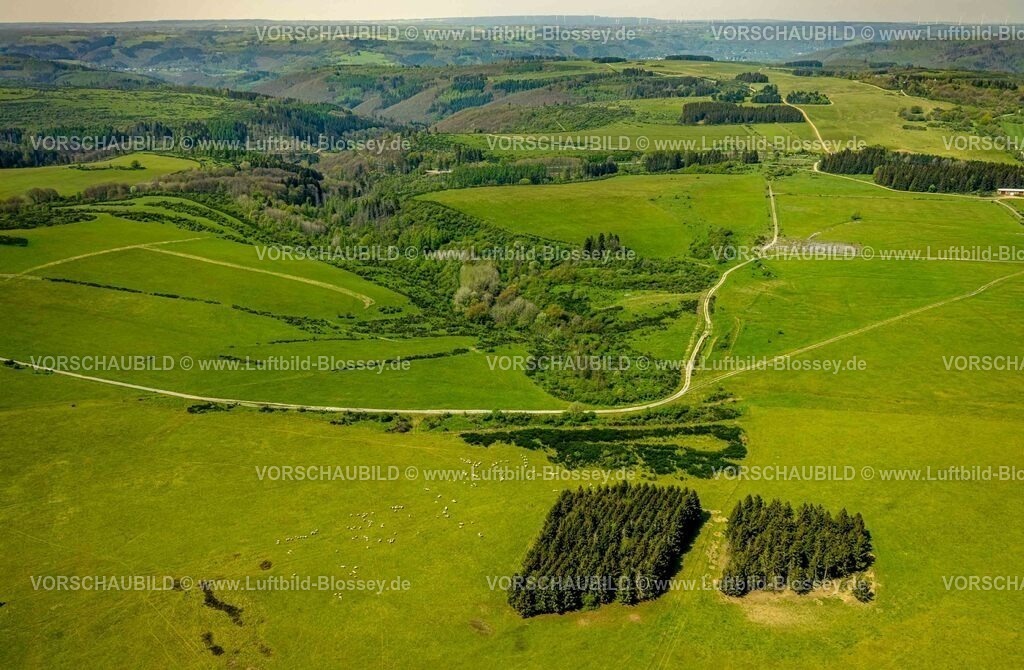 Schleiden240502173DreibornerHochfläche | Luftbild, Waldgebiet und Dreiborner Hochfläche Naturschutzgebiet NSG zwischen Scheuren und Dreiborn, Waldstück und grasende Schafe im Nationalpark Eifel, Morsbach, Schleiden, Nordrhein-Westfalen, Deutschland
