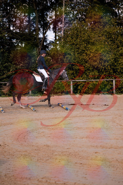 2026_10_03_Siefer-Hof_144830_Z81_25844661 | Professionelle Reitsport-, Turnier- und Eventfotografie von Robert Broda. Galerien mit ausgewählten und bearbeiteten Bildern direkt online ansehen und bestellen.