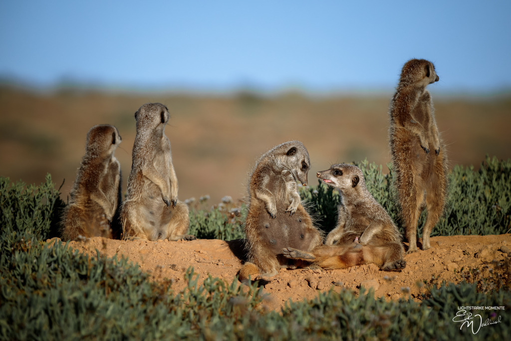 20231003-065348 SOUTHAFRIKA_-1 | Herzlich willkommen auf meiner Seite! Ich bin Elke Wallnisch, Deine Fotografin für lichtstarke Momente. Der Name steht für alles, was mich mit der Fotografie verbindet: Das Licht und seine machtvolle Wirkung auf eine Situation oder unsere Stimmung - Realisiert mit Pictrs.com