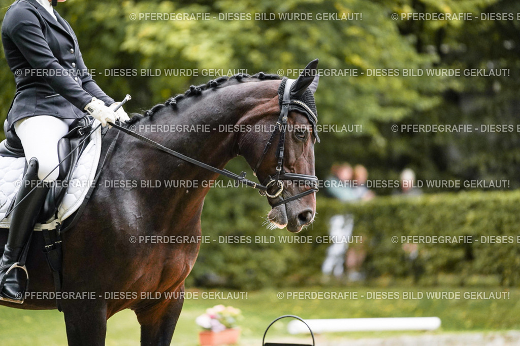 DSC06706 | Pferdegrafie