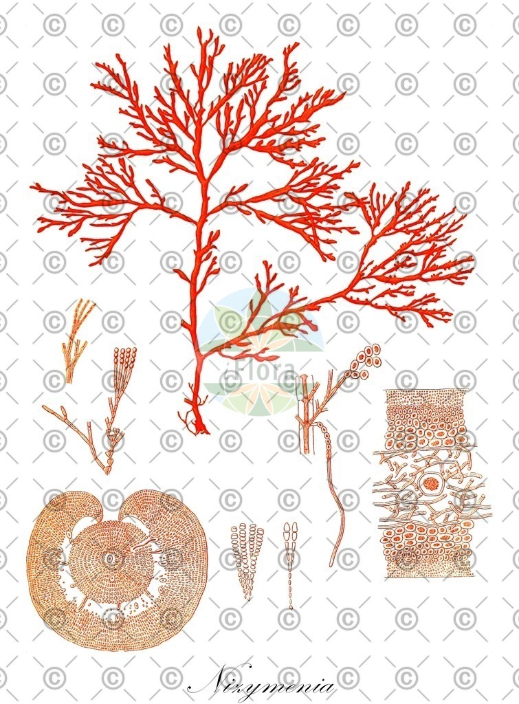 HistAbb_EMP_7201802_12_ALPEN_Simple | Historische Abbildung von Nizymenia - Nizymeniaceae (0) | Historical Illustration of Nizymenia - Nizymeniaceae (0)