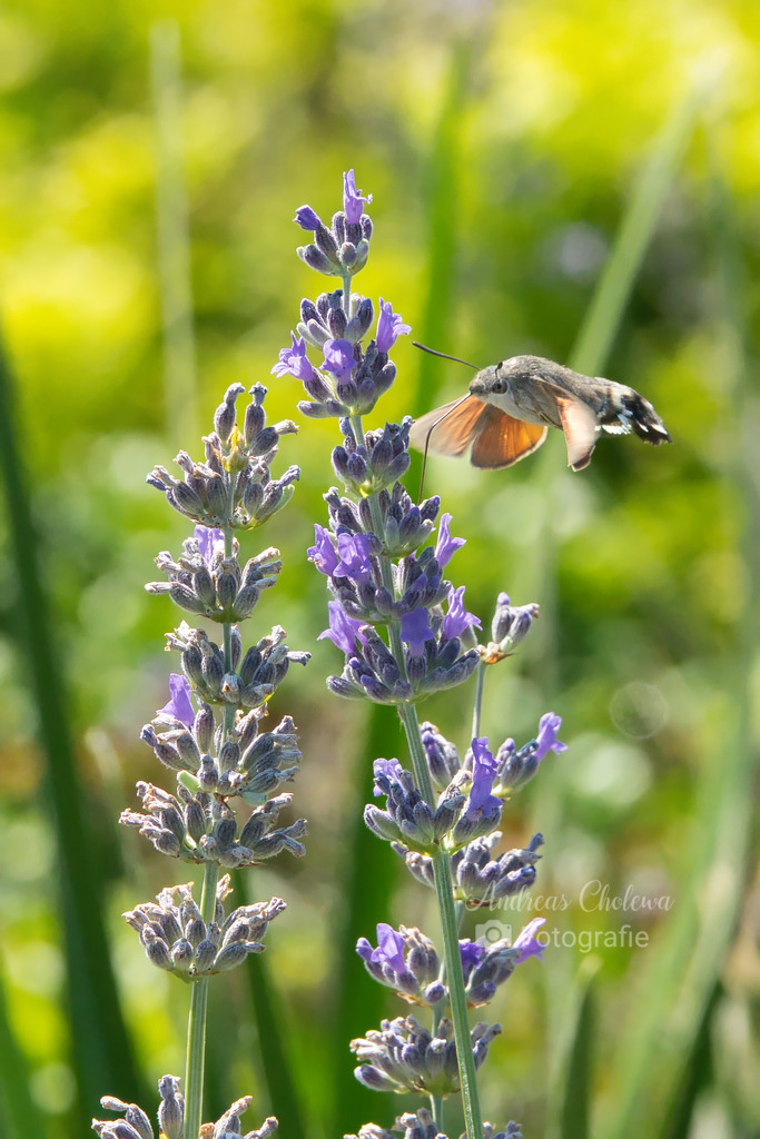 Taubenschwänzchen im Lavendel | Der Onlineshop für malerische Fotografien aus dem Landkreis Vechta✅ Premium Druck auf Leinwand✅ Acryl✅ oder Alu-Dibond✅➤Jetzt Bestellen! - Realisiert mit Pictrs.com