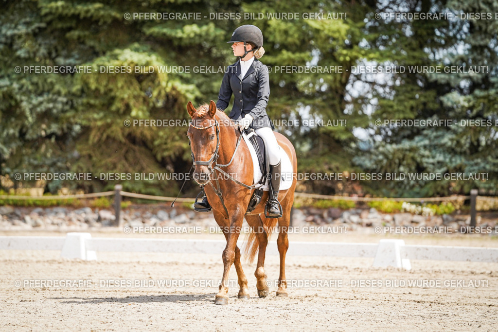 DSC02442 | Pferdegrafie