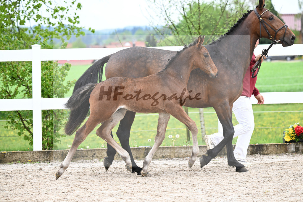 Kat-Nr. 43 HF Chacco Blue x Quo Vadios I_Schoenherr_23261519 | hf-fotografie - Realisiert mit Pictrs.com