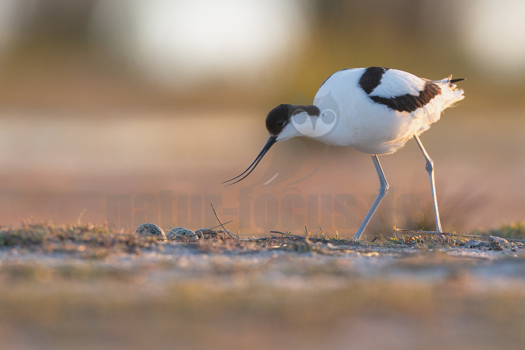R5M29963_20260518 | Ein Säbelschnäbler (Recurvirostra avosetta) steht in warmem, weichem Licht über seinem Nest mit Eiern am Boden. Das Tier interagiert mit seinem Gelege, indem es aufmerksam auf die Eier blickt. - Realisiert mit Pictrs.com