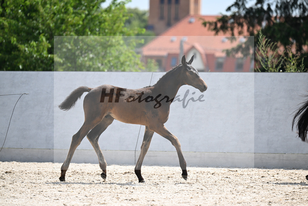 Kat-Nr. 1 Belantis II x De Niro_HF_Schmiedel_21250494 | hf-fotografie - Realizzato con Pictrs.com