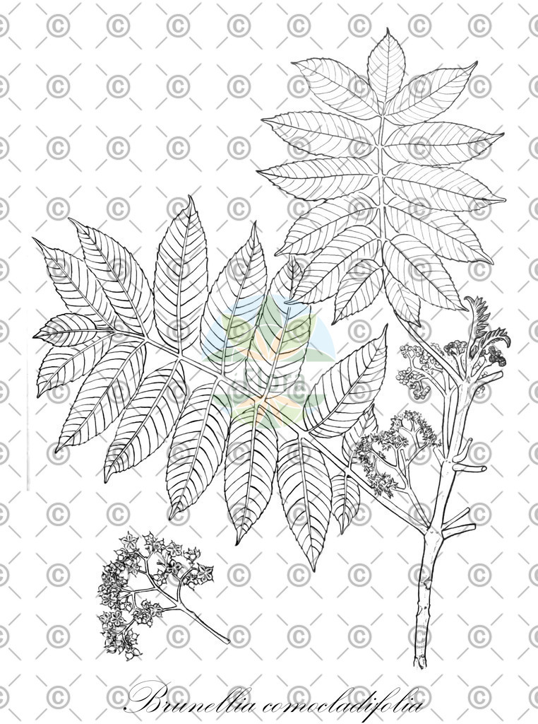 HistAbb_wfo-0001019794_1_ENZY_Simple | Historische Abbildung von Brunellia comocladifolia - Brunelliaceae | Historical Illustration of Brunellia comocladifolia - Brunelliaceae